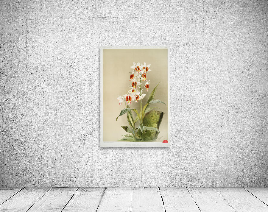 Phaius tuberculosus from Reichenbachia Orchids 1888-1894 illustrated by Frederick Sander 1847-1920.  Wall Preview