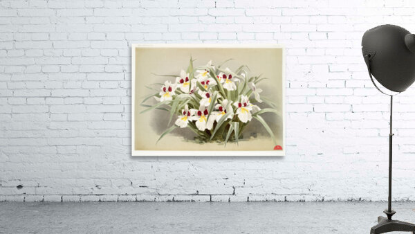 Odontoglossum roezlii from Reichenbachia Orchids 1888-1894 illustrated by Frederick Sander 1847-1920.  Wall Preview