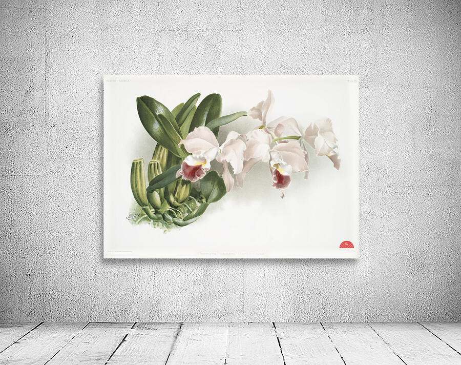 Cypripedium lemoinierianum from Reichenbachia Orchids 1888-1894 illustrated by Frederick Sander 1847-1920.  Wall Preview