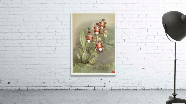 Odontoglossum harryanum from Reichenbachia Orchids 1888-1894 illustrated by Frederick Sander 1847-1920.  Wall Preview