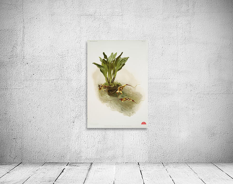 Masdevallia chimæra var mooreana from Reichenbachia Orchids 1888-1894 illustrated by Frederick Sander 1847-1920.  Wall Preview