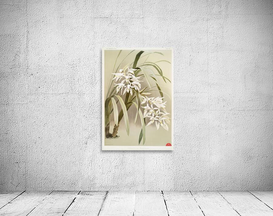 Cymbidium mastersi from Reichenbachia Orchids 1888-1894 illustrated by Frederick Sander 1847-1920.  Wall Preview
