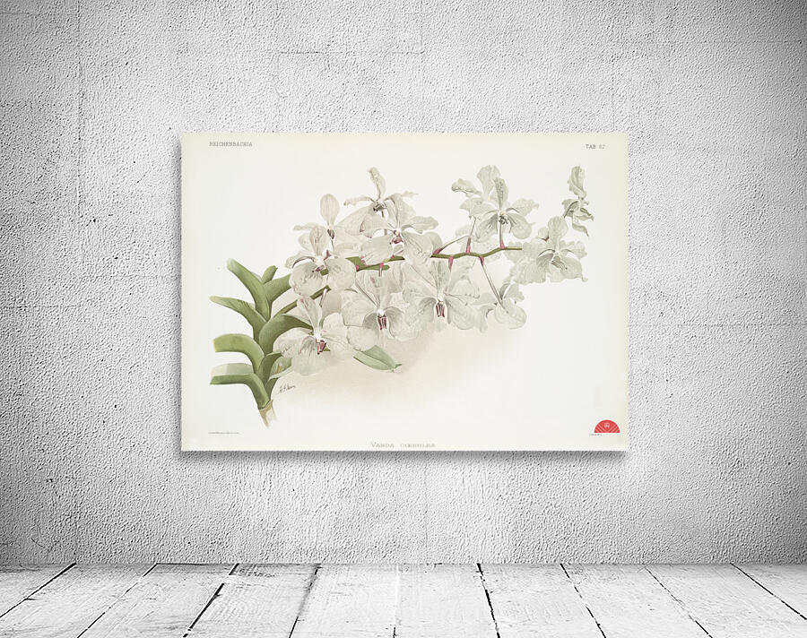 Vanda ccerulea from Reichenbachia Orchids 1888-1894 illustrated by Frederick Sander 1847-1920.  Wall Preview