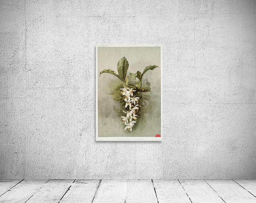 Swains Coelogyne Coelogyne swaniana from Reichenbachia Orchids 1888-1894 illustrated by Frederick Sander 1847-1920.  Wall Preview