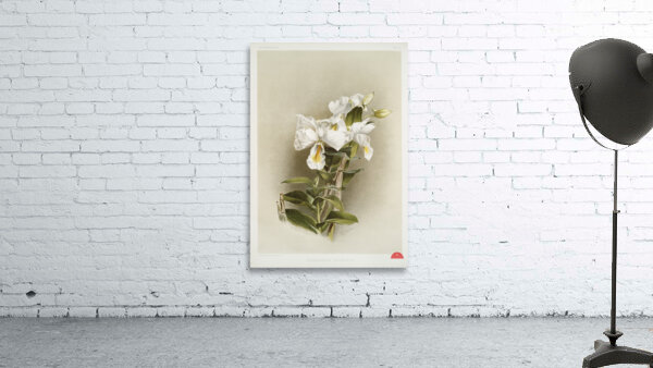 Dendrobium formosum from Reichenbachia Orchids 1888-1894 illustrated by Frederick Sander 1847-1920.  Wall Preview