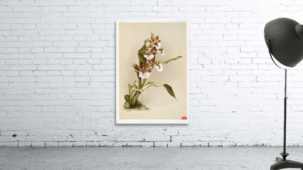 Zygopetalum crinitum from Reichenbachia Orchids 1888-1894 illustrated by Frederick Sander 1847-1920.  Wall Preview