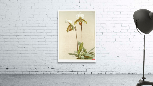 Cypripedium leeanum var giganteum from Reichenbachia Orchids 1888-1894 illustrated by Frederick Sander 1847-1920.  Wall Preview