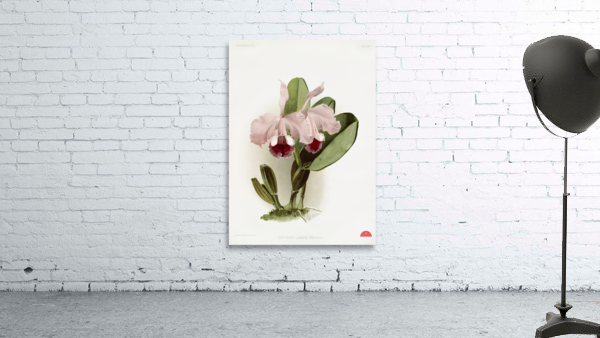 Cattleya labiata warneri from Reichenbachia Orchids 1888-1894 illustrated by Frederick Sander 1847-1920.  Wall Preview