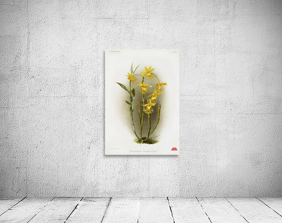 Dendrobium brymerianum from Reichenbachia Orchids 1888-1894 illustrated by Frederick Sander 1847-1920.  Wall Preview