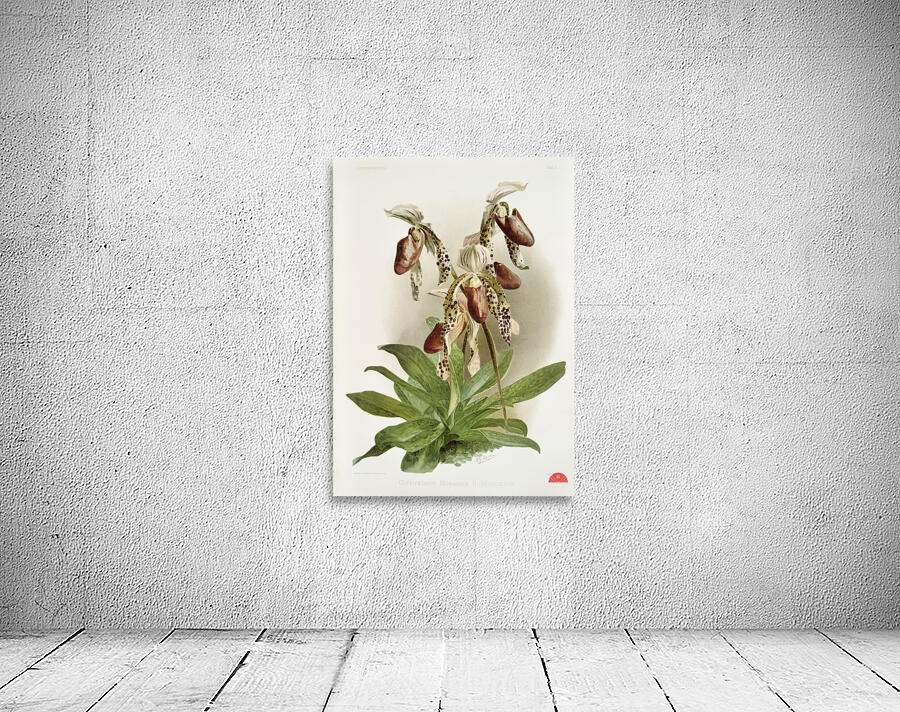 Dendrobium brymerianum from Reichenbachia Orchids 1888-1894 illustrated by Frederick Sander 1847-1920.  Wall Preview