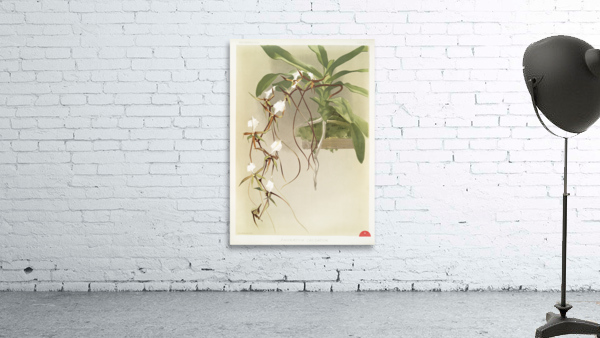 Angræcum caudatum from Reichenbachia Orchids 1888-1894 illustrated by Frederick Sander 1847-1920.  Wall Preview