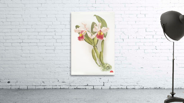 Cattleya warscewiczii from Reichenbachia Orchids 1888-1894 illustrated by Frederick Sander 1847-1920.  Wall Preview