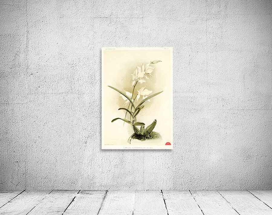 Lælia autumnalis alba from Reichenbachia Orchids 1888-1894 illustrated by Frederick Sander 1847-1920.  Wall Preview