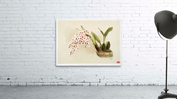 Odontoglossum pescatorei from Reichenbachia Orchids 1888-1894 illustrated by Frederick Sander 1847-1920.  Wall Preview