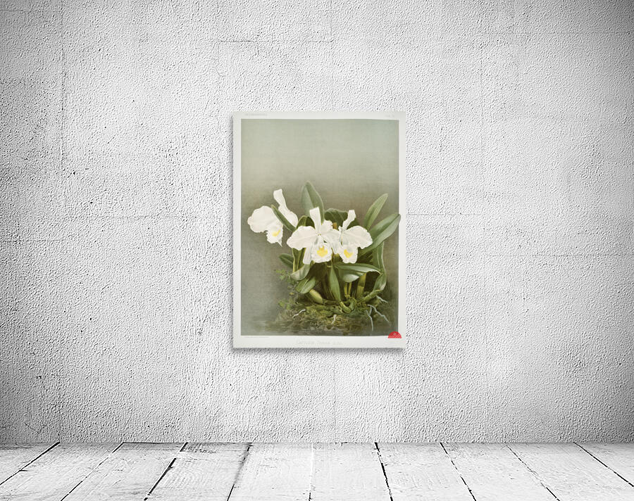 Cattleya trianæ alba from Reichenbachia Orchids 1888-1894 illustrated by Frederick Sander 1847-1920.  Wall Preview