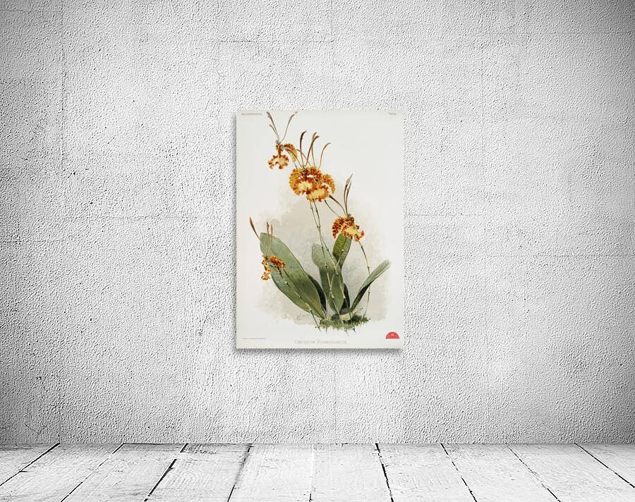Oncidium kramerianum from Reichenbachia Orchids 1888-1894 illustrated by Frederick Sander 1847-1920.  Wall Preview