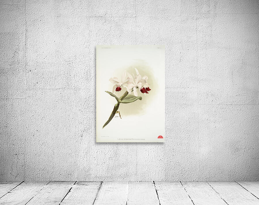 Lælia hybrida behrensiana from Reichenbachia Orchids 1888-1894 illustrated by Frederick Sander 1847-1920.  Wall Preview