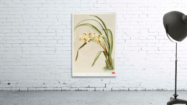 Cymbidium hybridum winnianum from Reichenbachia Orchids 1888-1894 illustrated by Frederick Sander 1847-1920.  Wall Preview