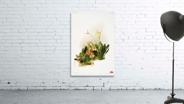 Hybrid masdevallias courtauldiana geleniana and measuresiana from Reichenbachia Orchids 1888-1894 illustrated by Frederick Sander 1847-1920.  Wall Preview