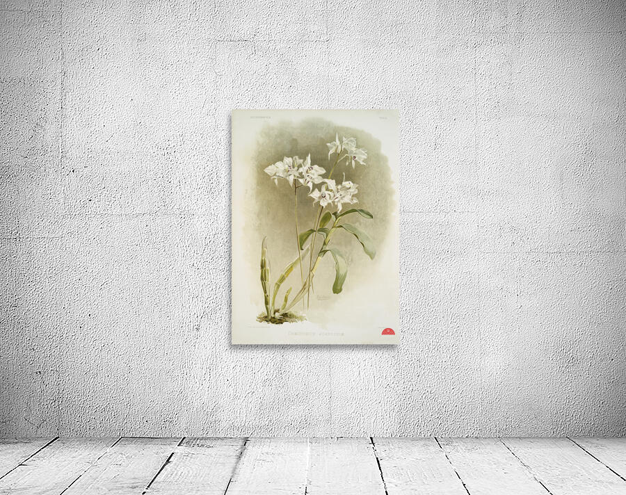 Dendrobium Johnsoniæ from Reichenbachia Orchids 1888-1894 illustrated by Frederick Sander 1847-1920.  Wall Preview