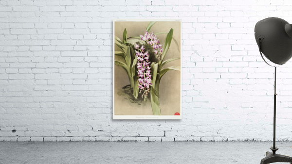 Aërides savageanum from Reichenbachia Orchids 1888-1894 illustrated by Frederick Sander 1847-1920.  Wall Preview
