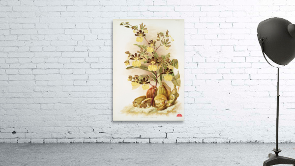 Oncidium tigrinum from Reichenbachia Orchids 1888-1894 illustrated by Frederick Sander 1847-1920.  Wall Preview