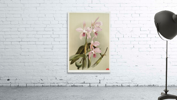 Cattleya victoria regina from Reichenbachia Orchids 1888-1894 illustrated by Frederick Sander 1847-1920.  Wall Preview