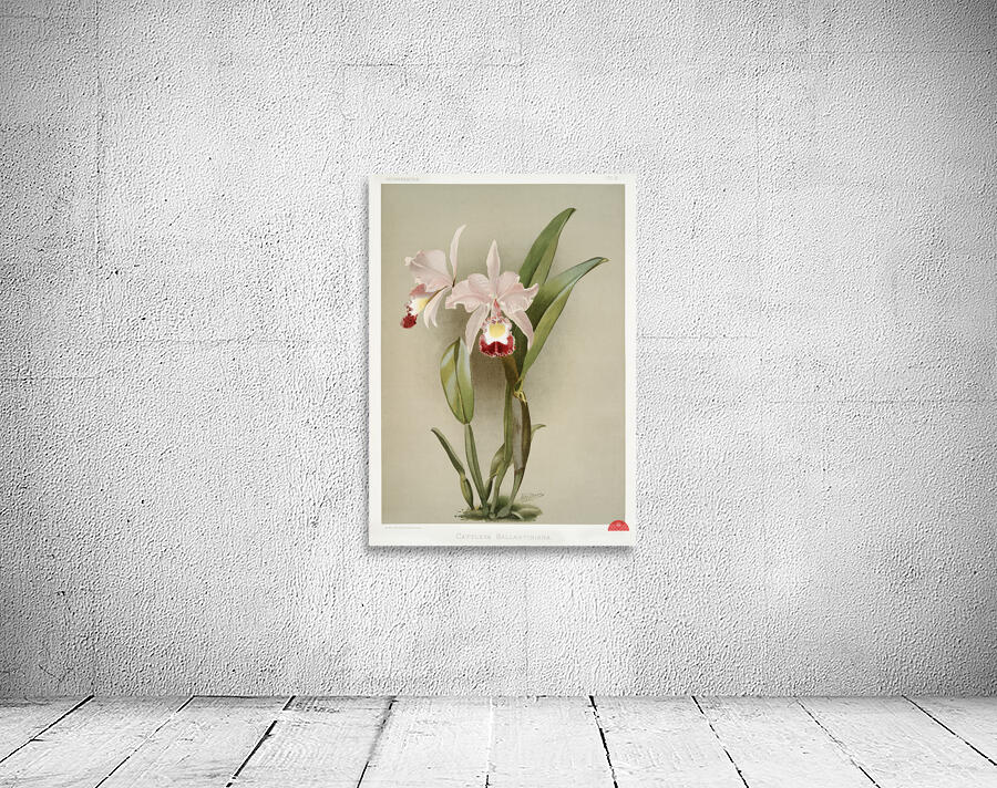 Cattleya victoria regina from Reichenbachia Orchids 1888-1894 illustrated by Frederick Sander 1847-1920.  Wall Preview