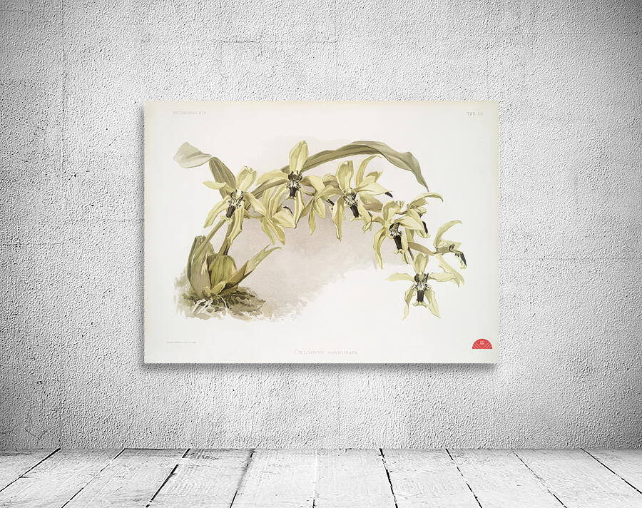 Coelogyne pandurata from Reichenbachia Orchids 1888-1894 illustrated by Frederick Sander 1847-1920.  Wall Preview