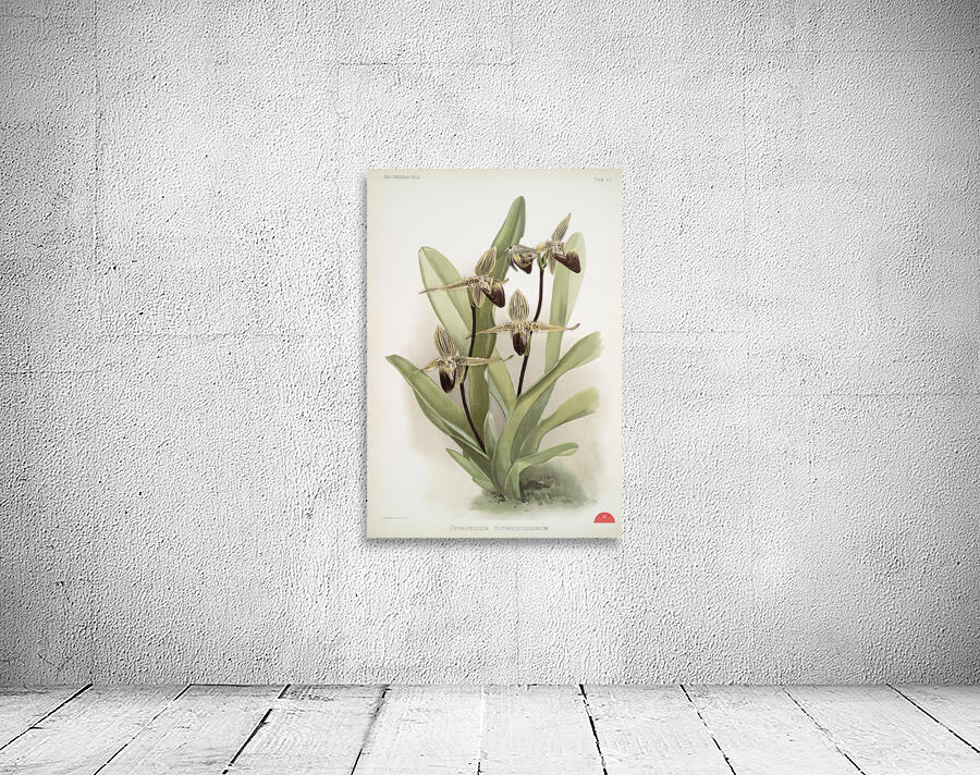Cypripedium rothschildianum from Reichenbachia Orchids 1888-1894 illustrated by Frederick Sander 1847-1920.  Wall Preview