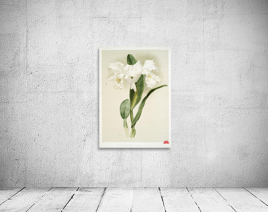 Cattleya mendelii quorndon house var from Reichenbachia Orchids 1888-1894 illustrated by Frederick Sander 1847-1920.  Wall Preview