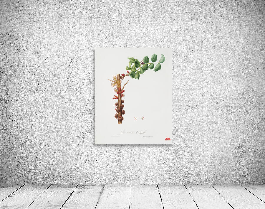 Carob flower Ceratonia siliqua from Pomona Italiana 1817 - 1839 by Giorgio Gallesio 1772-1839.  Wall Preview