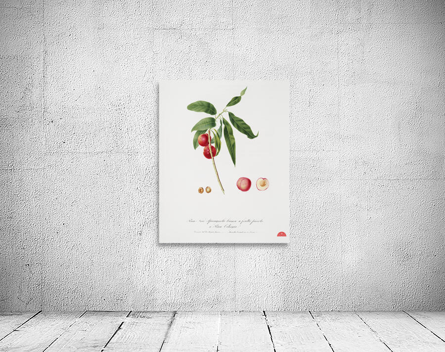 Apricot Pesca Ciliegia from Pomona Italiana 1817 - 1839 by Giorgio Gallesio 1772-1839.  Wall Preview
