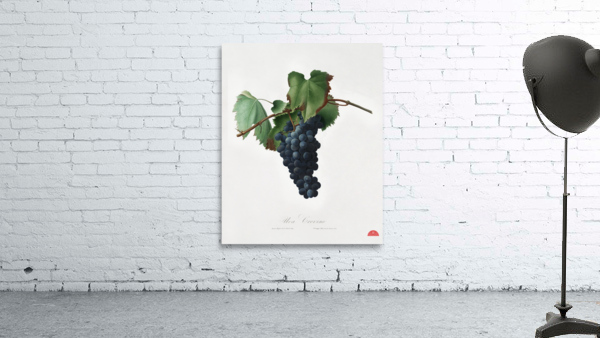 Peach Persica amygdalus from Pomona Italiana 1817 - 1839 by Giorgio Gallesio 1772-1839.  Wall Preview