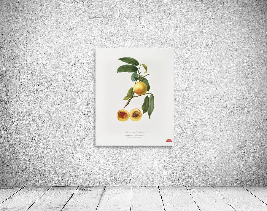 Peach Prunus persica from Pomona Italiana 1817 - 1839 by Giorgio Gallesio 1772-1839.  Wall Preview