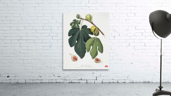 Fig Ficus carica sativa from Pomona Italiana 1817 - 1839 by Giorgio Gallesio 1772-1839.  Wall Preview