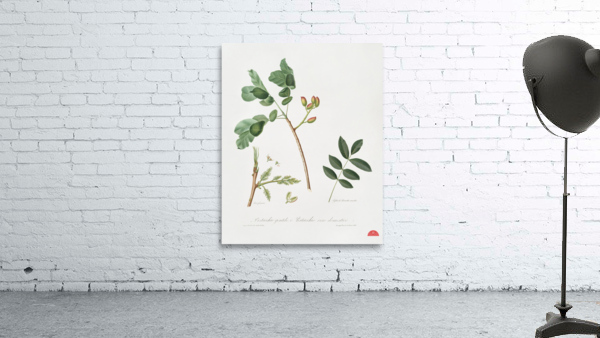 Pistachio Pistacia vera from Pomona Italiana 1817 - 1839 by Giorgio Gallesio 1772-1839.  Wall Preview