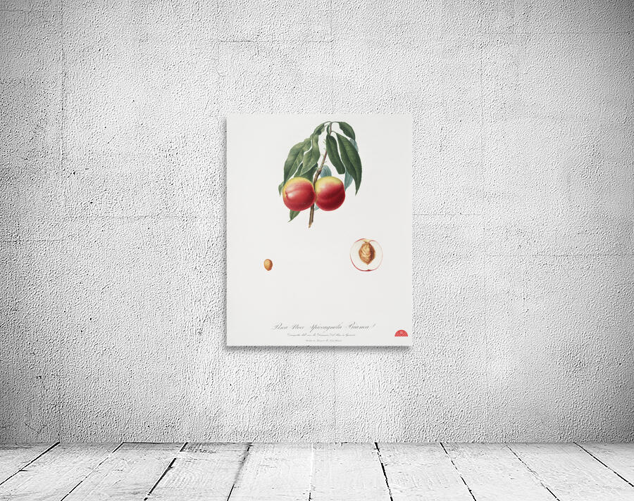 Peach Persica psillidermis from Pomona Italiana 1817 - 1839 by Giorgio Gallesio 1772-1839.  Wall Preview