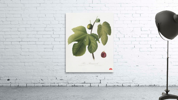 Briansole figs Ficus carica sativa from Pomona Italiana 1817 - 1839 by Giorgio Gallesio 1772-1839.  Wall Preview