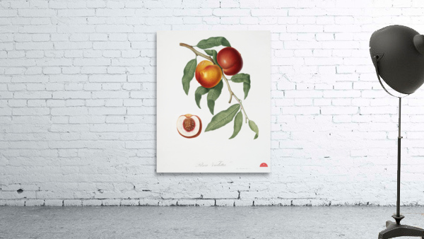 Walnut Persica violacea from Pomona Italiana 1817 - 1839 by Giorgio Gallesio 1772-1839.  Wall Preview