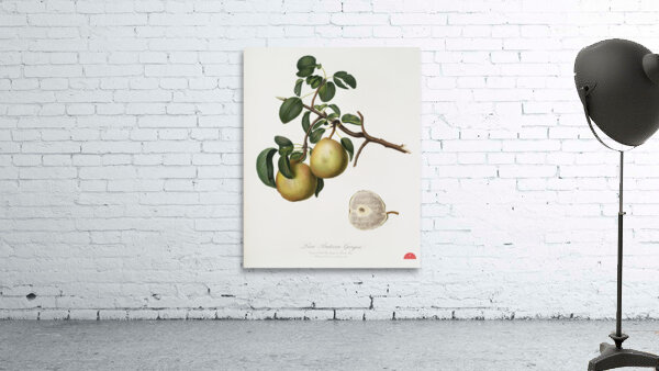 Pear Pyrus regalis from Pomona Italiana 1817 - 1839 by Giorgio Gallesio 1772-1839.  Wall Preview