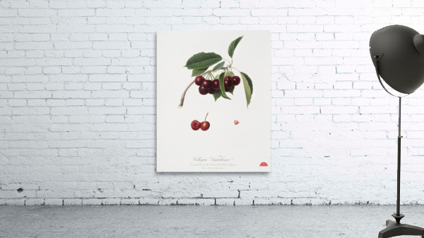 Cherry Cerasus visciola from Pomona Italiana 1817 - 1839 by Giorgio Gallesio 1772-1839.  Wall Preview