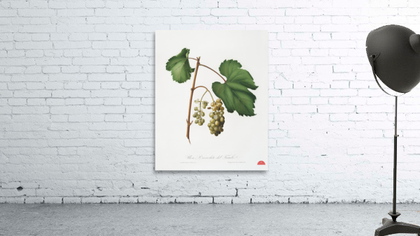 Friuili grape Vitis vinifera Forojuliensis from Pomona Italiana 1817 - 1839 by Giorgio Gallesio 1772-1839.  Wall Preview