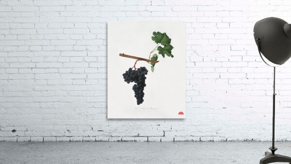 Apricot Prunus Sanctae Catherinae from Pomona Italiana 1817 - 1839 by Giorgio Gallesio 1772-1839.  Wall Preview