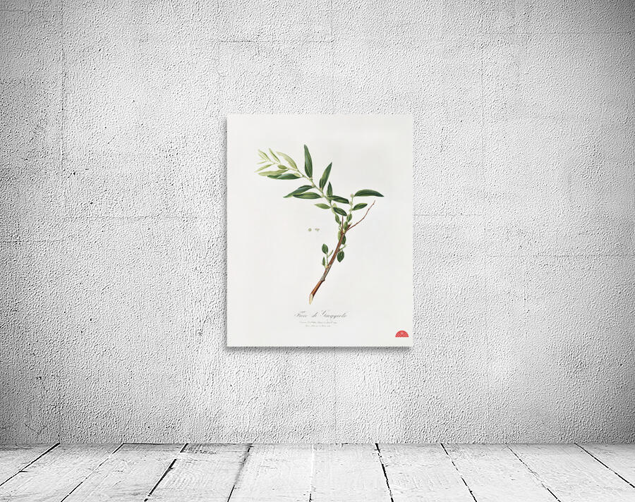 Jujube Fiorazione del Giuggiolo from Pomona Italiana 1817 - 1839 by Giorgio Gallesio 1772-1839.  Wall Preview