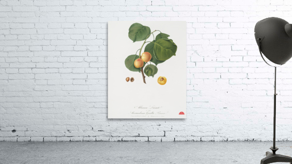 Grape vine Vitis vinifera Niciensis from Pomona Italiana 1817 - 1839 by Giorgio Gallesio 1772-1839.  Wall Preview