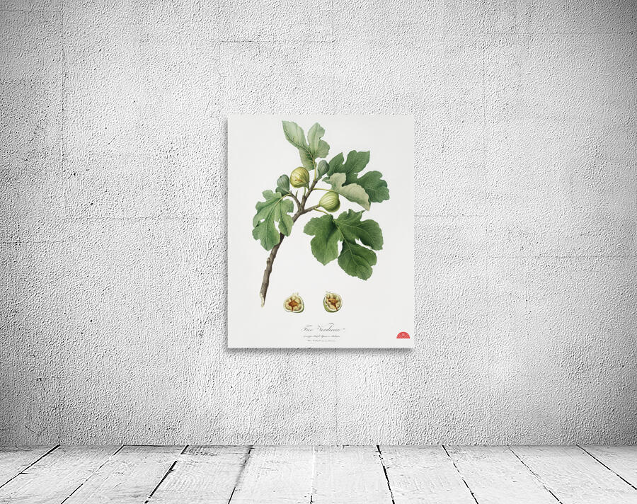 Fig Ficus carica from Pomona Italiana 1817 - 1839 by Giorgio Gallesio 1772-1839.  Wall Preview