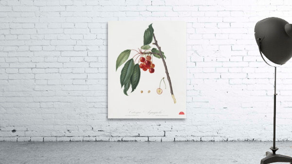 Cherry Prunus avium from Pomona Italiana 1817 - 1839 by Giorgio Gallesio 1772-1839.  Wall Preview