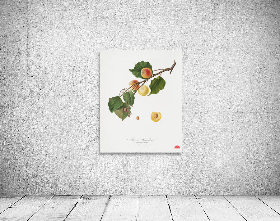 Apricot Armeniaca Alexandrina from Pomona Italiana 1817 - 1839 by Giorgio Gallesio 1772-1839.  Wall Preview
