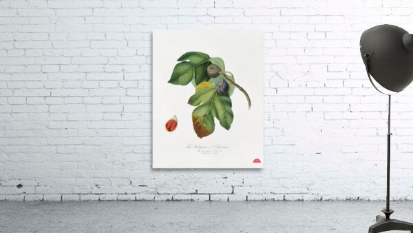 Apricot Armeniaca Alexandrina from Pomona Italiana 1817 - 1839 by Giorgio Gallesio 1772-1839.  Wall Preview